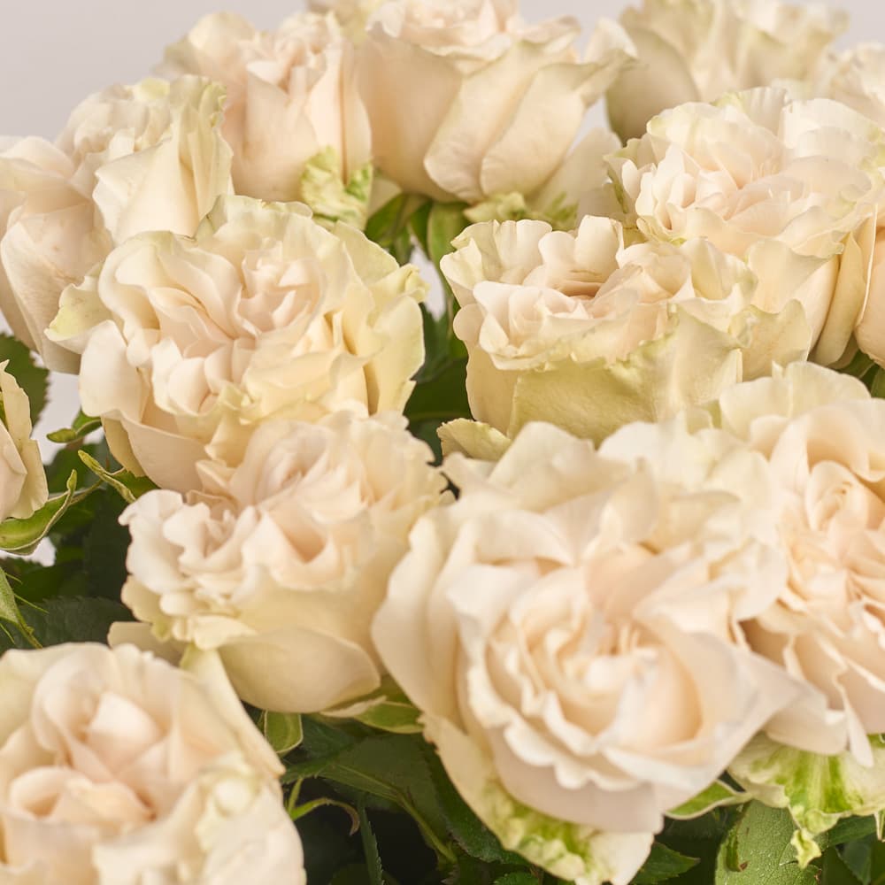 Букет 25 Белых пионовидных Роз
