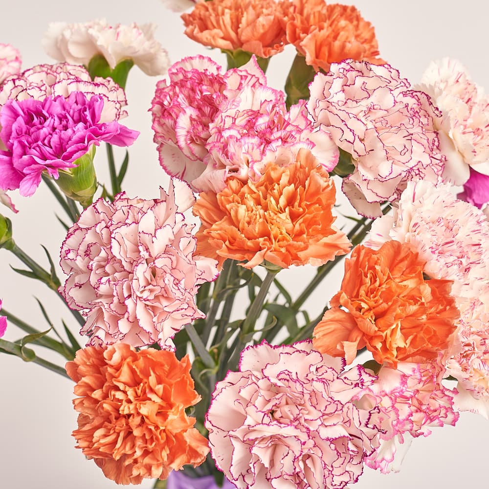 Букет 25 Гвоздик Микс