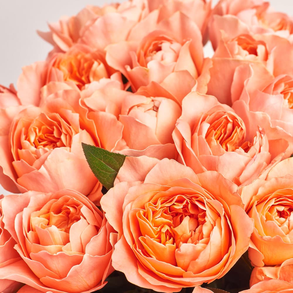 Букет 25 розовых пионовидных Роз