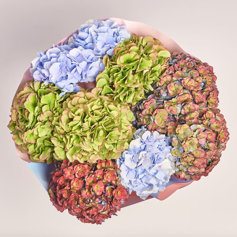 Букет 9 Гортензий Микс Меджик