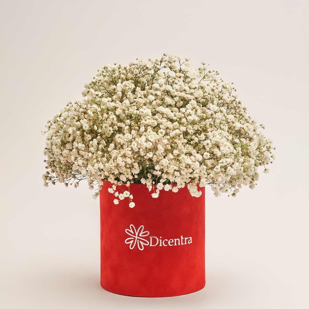 Коробка 25 Белых Гипсофил
